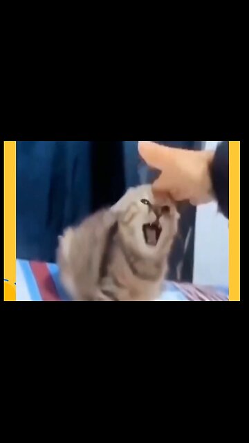 Funny cat videos 😂 | Funny animals | part 11
