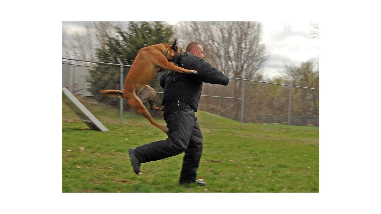 SUBDUE AND DEFEND AGAINST DOG ATTACK TRAINING 101