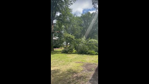 Downed tree