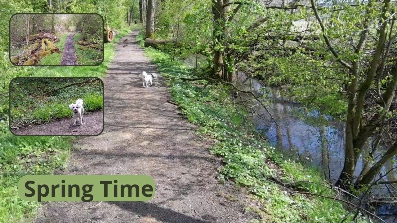 Spring in the Forest | Walk with the dog