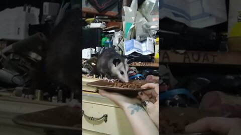 Pet possums