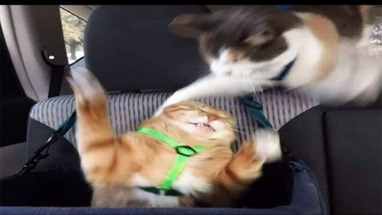 Funniest Cats🐈 And Dogs 🐶🐶🤣🤣 Try To Stop Laughing