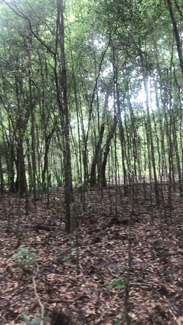 Tree cut trail on pig run