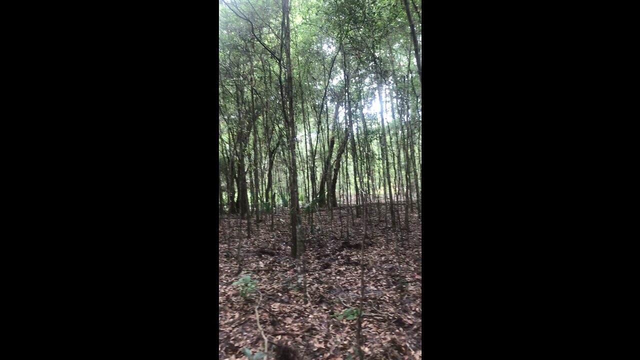 Tree cut trail on pig run