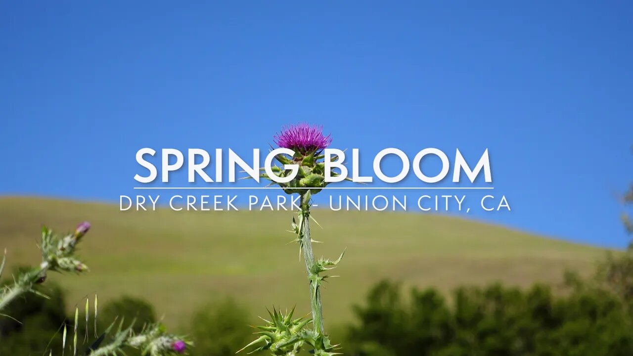 Relaxing Milk Thistle Wildflower Bloom - 4K Nature's Calming View and Sounds