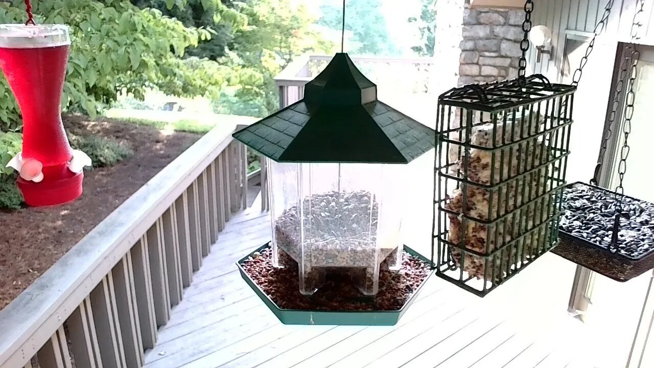 Live Bird Feeder in Ashville North Carolina. Up in the mountains. Today July 29th 2021