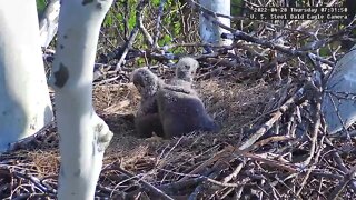 USS Eagles - Eaglets growth & morning