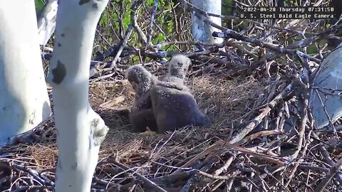 USS Eagles - Eaglets growth & morning