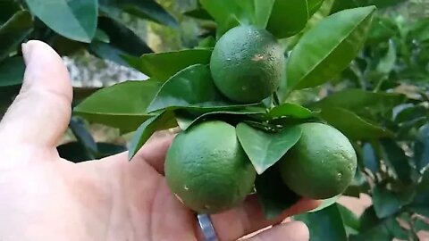 frutíferas produzindo em vaso jabuticaba goiaba figo café pitanga preta Tanjo graviola...