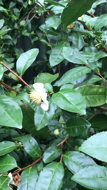 Tea Bush (Camellia sinensis)