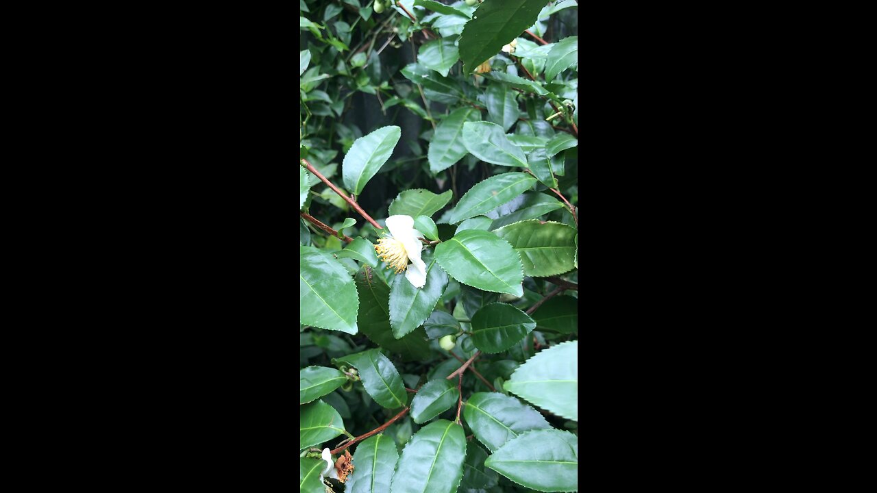 Tea Bush (Camellia sinensis)