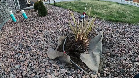 Raptor winching bushes out of the ground