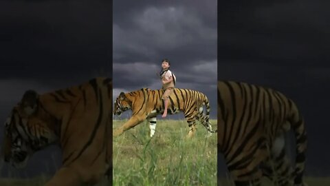 A real big tiger is so cool to ride