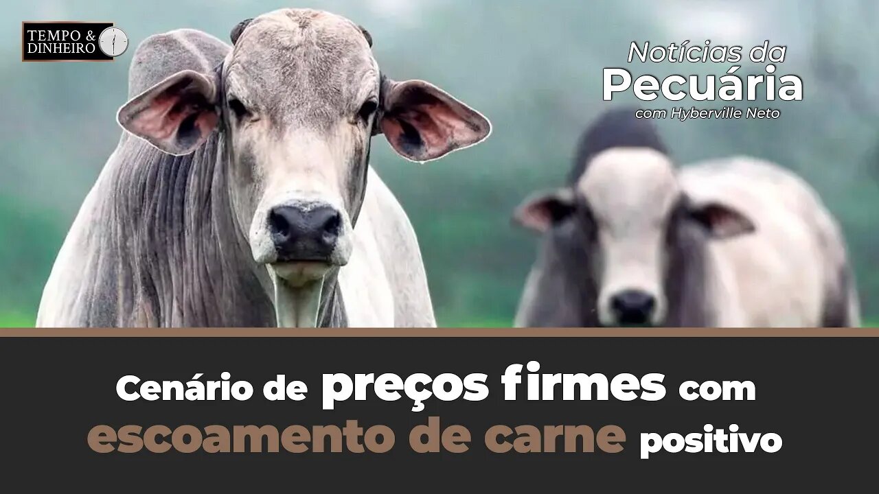 Boi gordo tem cenário de preços firmes com escoamento de carne positivo. Cenário de alta?
