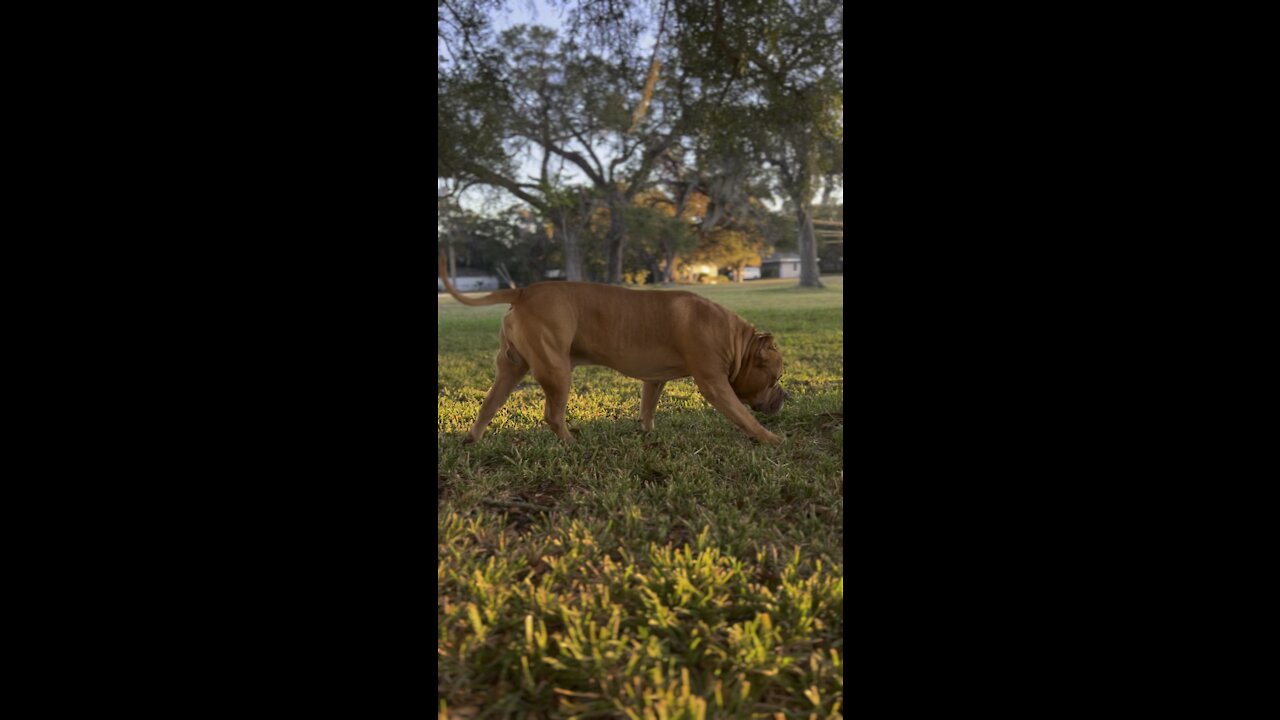 Massive Pit Bull (160lbs) on his early morning hunt 🦁 🐅