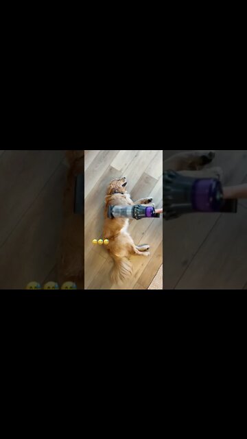 Why Vacuum The Floor, If you Can Vacuum The Dog