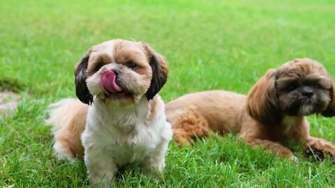 Adorable Shih tzu puppies, Funny cute pets lovers