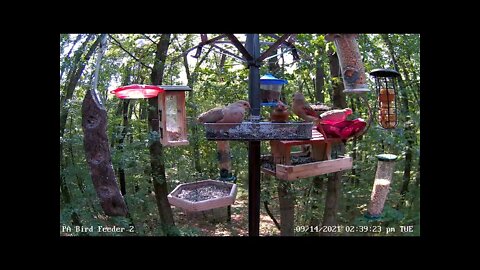 Little cardinal fed in tray.