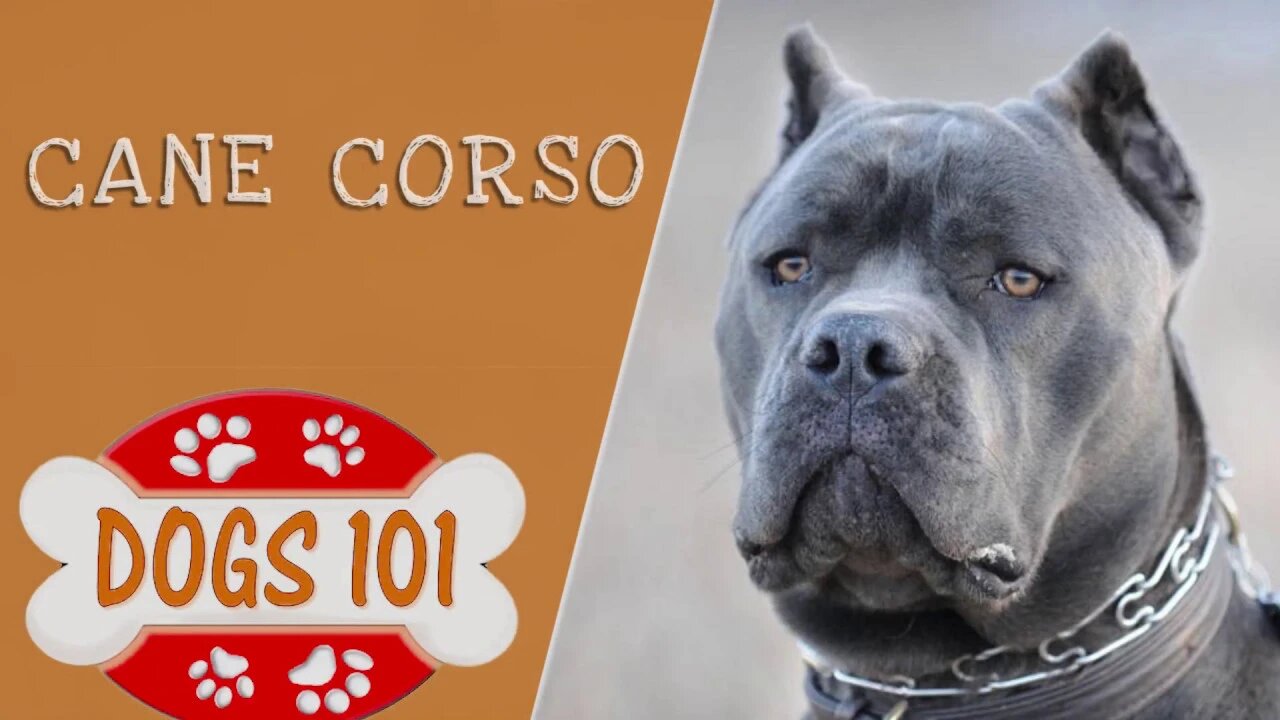 Dogs 101 - Cane Corso - Top Dog Facts About the Cane Corso