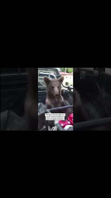 A brown bear cub was discovered wobbling and whining in #Turkey, and rescuers believe