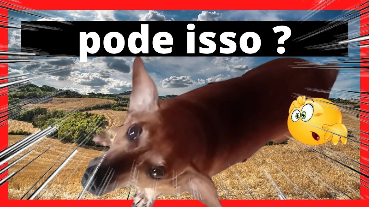 #SHORTS - MEU CÃO AO SOM DO HINO NACIONAL 😂🇧🇷