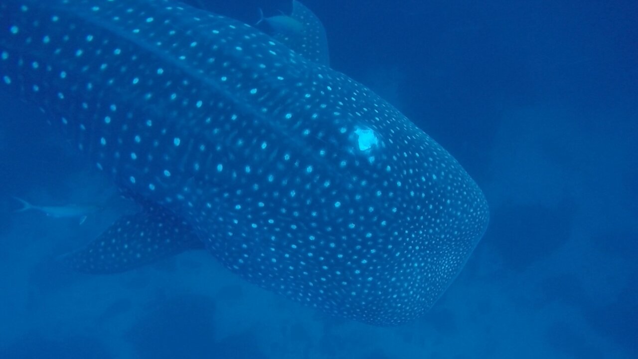 Scientists document whale shark with obvious head injury