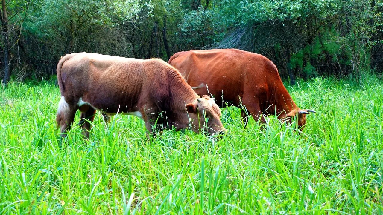 Смотреть домашние животные