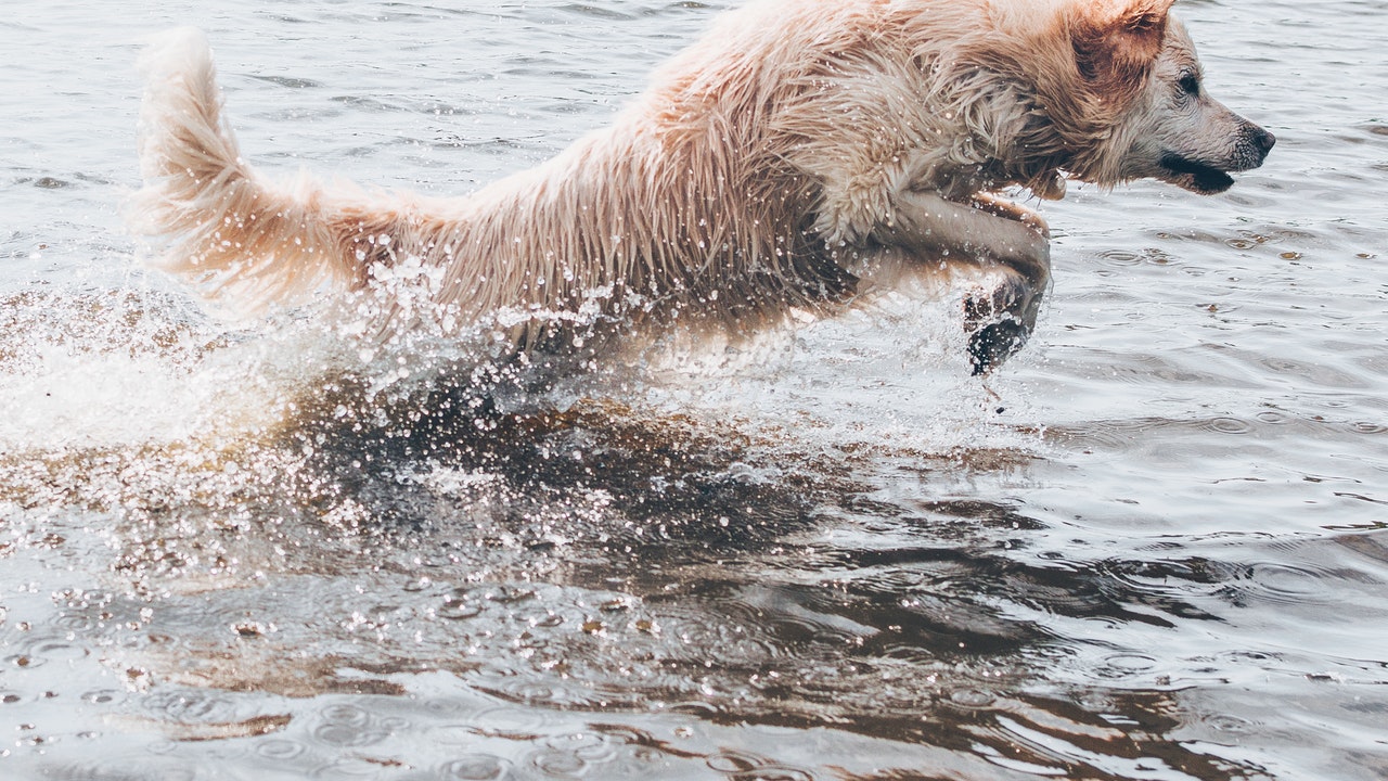 MY Dog Runs into the Water in- Slow-Motion