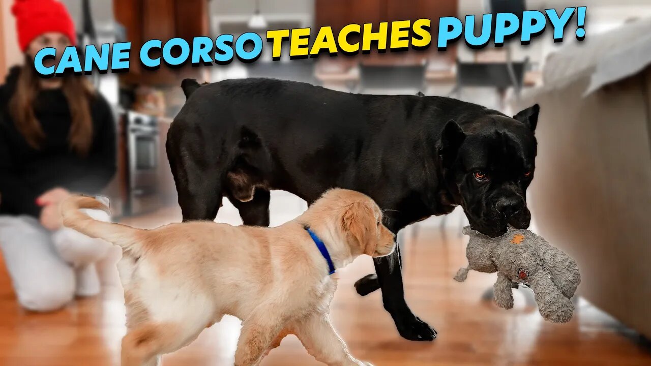 Cane Corso Teaching Puppy Off Leash Walking & House Manners