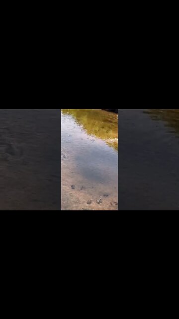 Fish at hidden section of beach