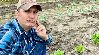 Garden update: WE NEED HELP!