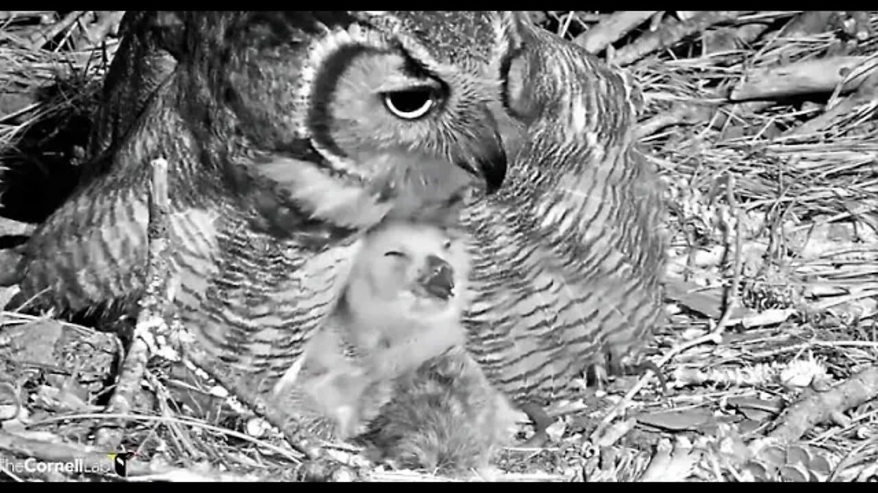 Breakfast and An Owlet Close-up 🦉 2/27/22 04:32