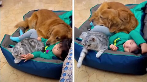 Baby Sleeps With Cute Dog & Cat