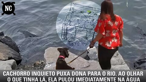 Cachorro inquieto puxa dona para o rio. Ao ver o que tinha lá, ela pulou imediatamente na água