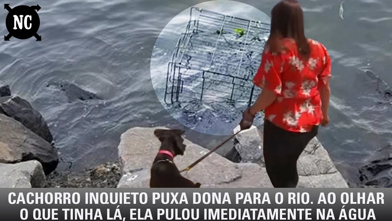 Cachorro inquieto puxa dona para o rio. Ao ver o que tinha lá, ela pulou imediatamente na água