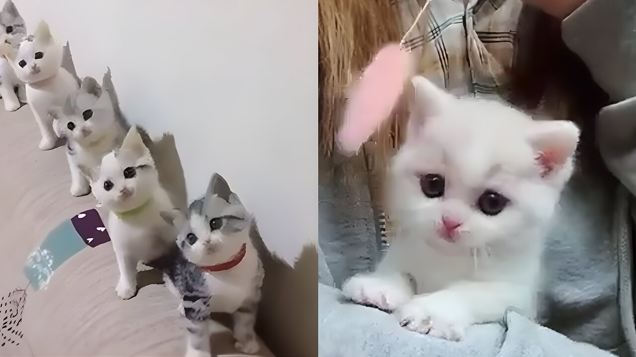 Adorable Moments The Ultimate Compilation of Cute Cat Videos