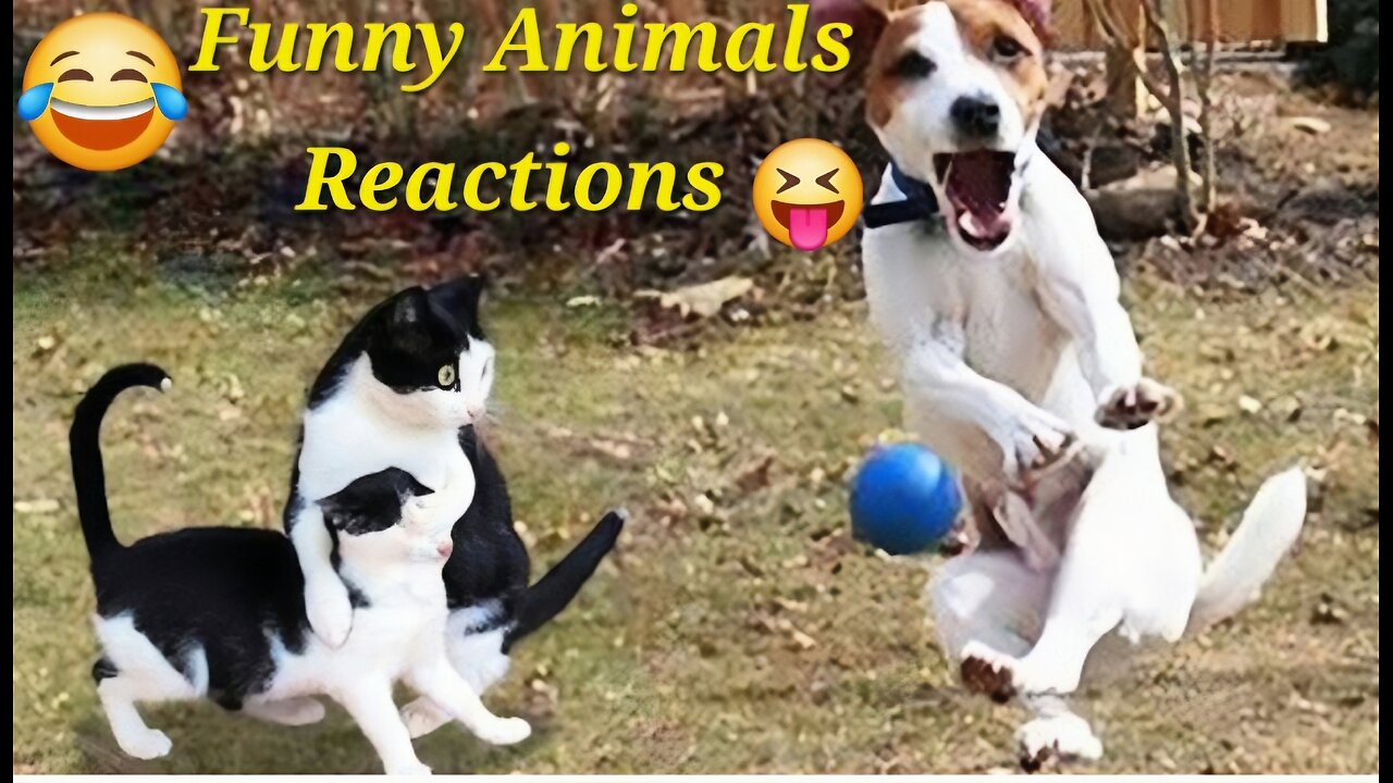 Crazy 🤪 Funny Reaction of Dog and Hen 😝