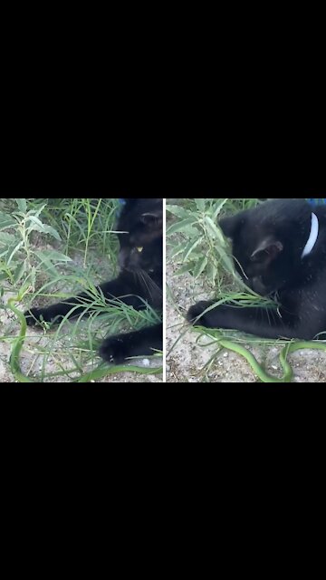 Ranch Cat Shows Cocky Snake Who's The Boss