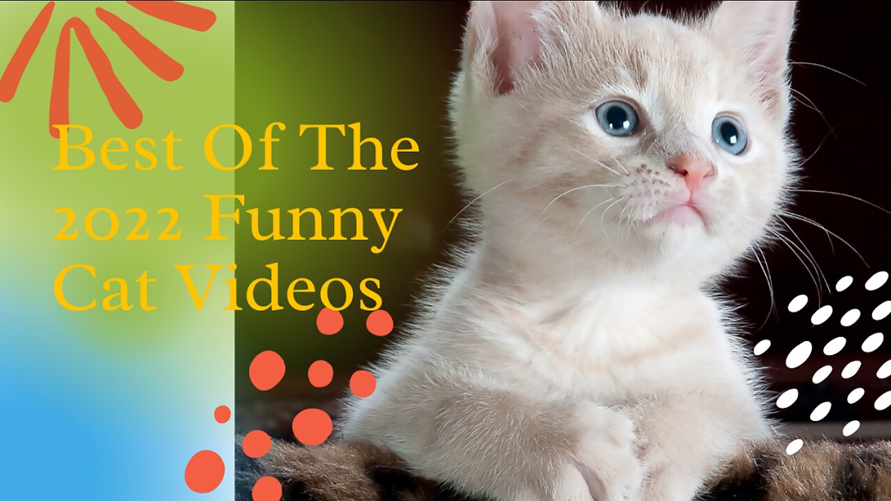 Best Of The 2022 Funny Cat Videos