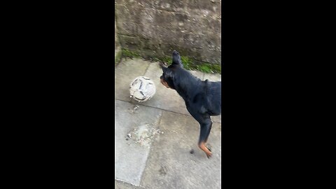 Cute dog playing soccer