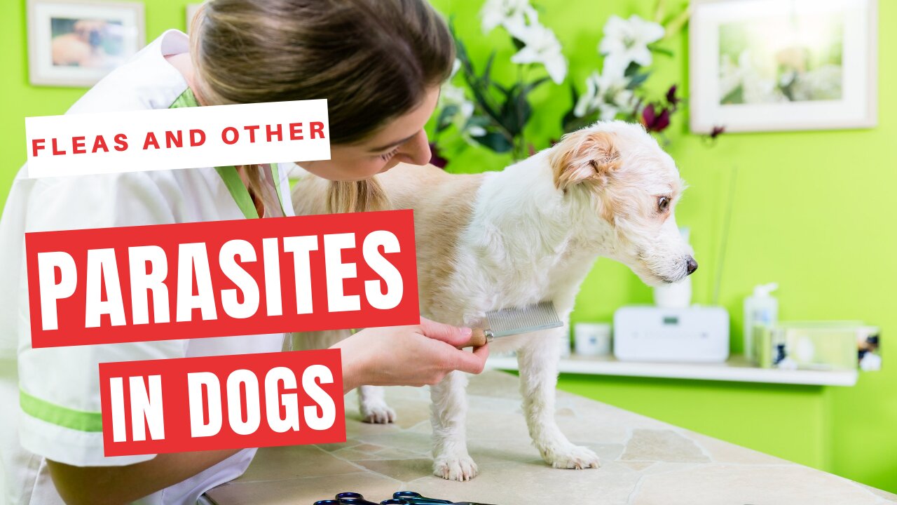 how to get rid of fleas and other parasites on dogs