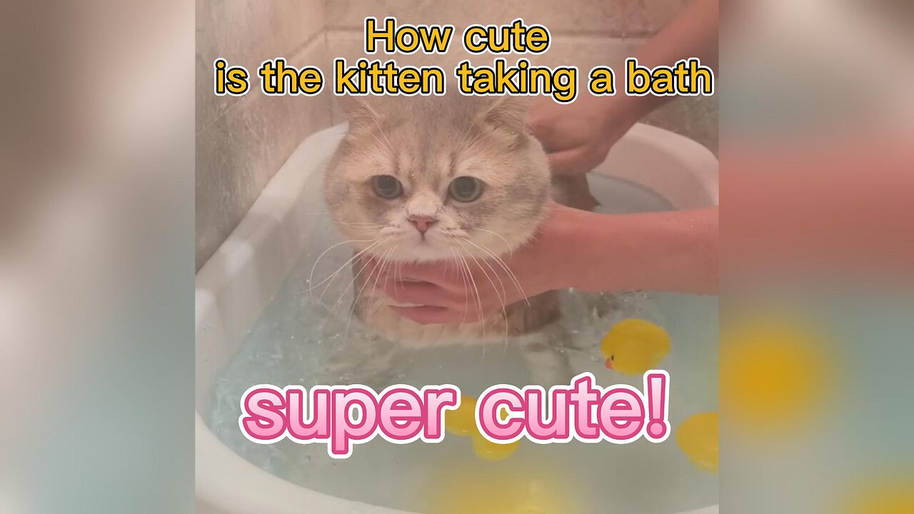 How cute can cats take a bath?