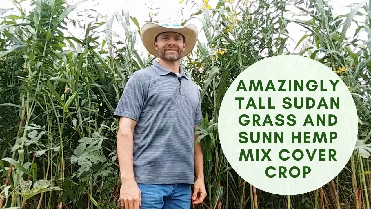 Amazingly Tall Sudan Grass & Sunn Hemp Mix Cover Crop