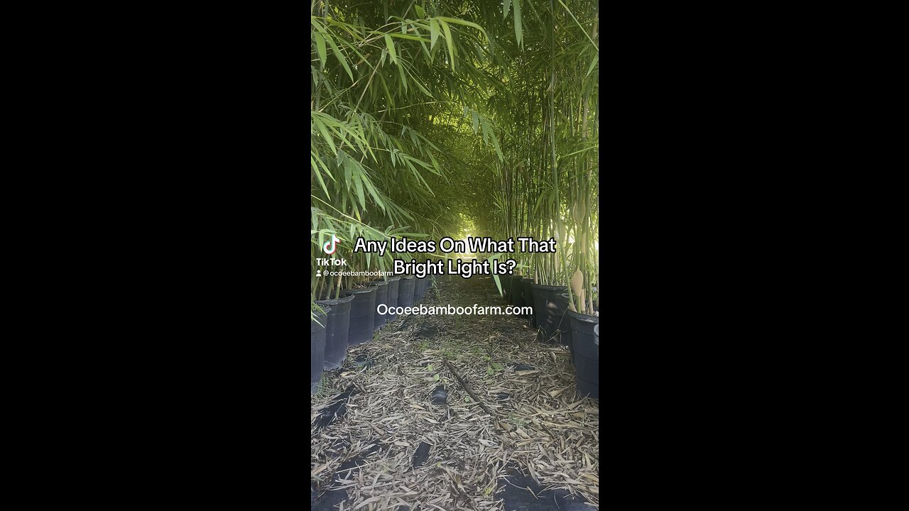 We Plant Shade Plants - Ocoee Bamboo Farm 407-777-4807