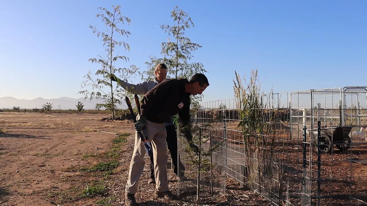 Protecting Moringa From Frost | Root Pruned Apple Tree | AZ Wine!