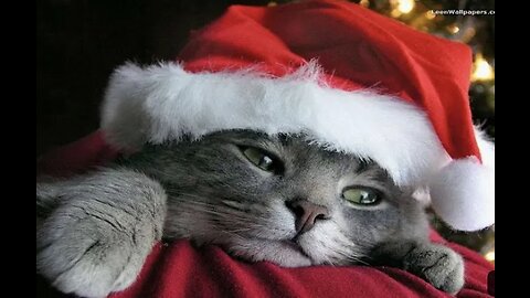 IT’S CHRISTMAS TIME - Funny Christmas Videos Compilation