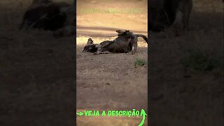 HIENA FAZENDO XIXI #shorts #planetaanimalshorts #animals