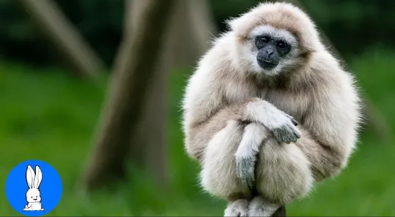 Cute Gibbons playing and climbing part-1