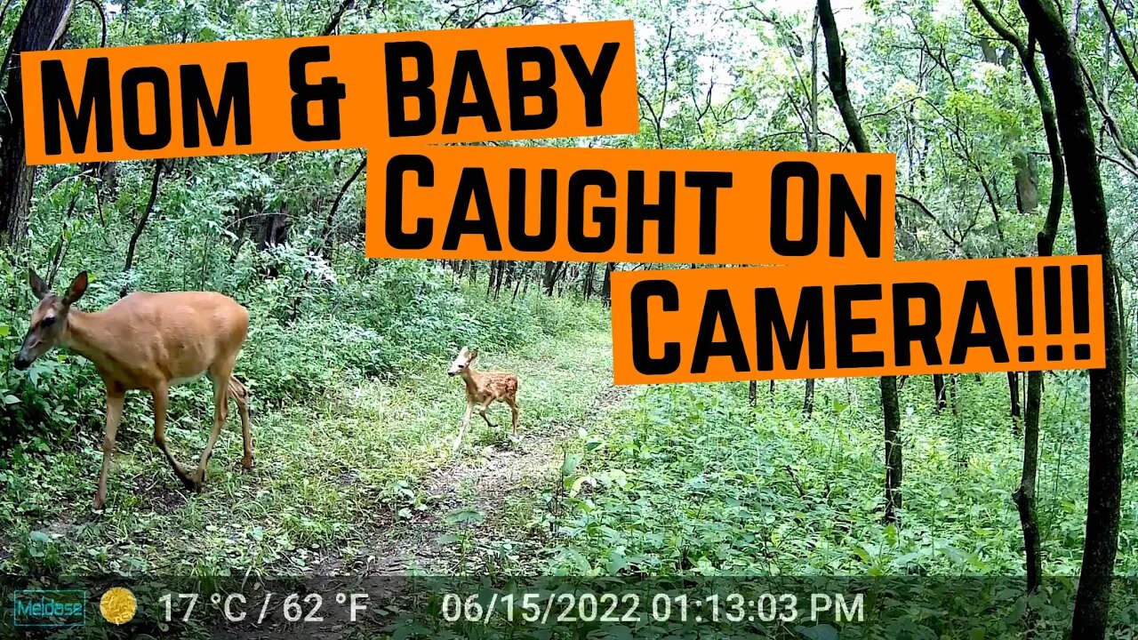 TRAILCAM TUESDAY!!!