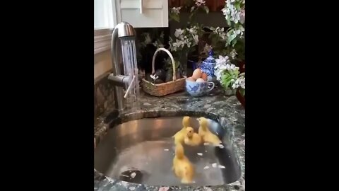 Baby ducks having fun in the sink.